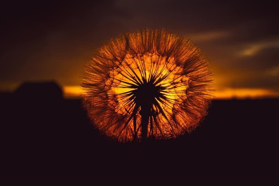 Dandelion Sunset, Montana fine art photograph
