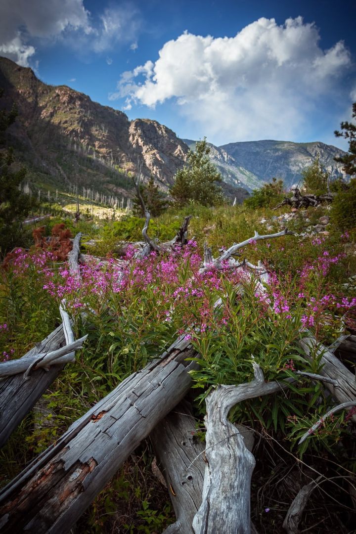 East Rosebud Flowers & Deadfall, Montana fine art photograph