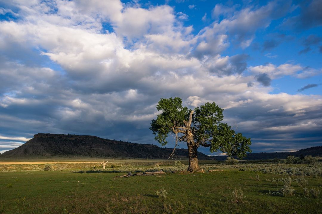 Lipp Road Lone Tree, Montana fine art photograph