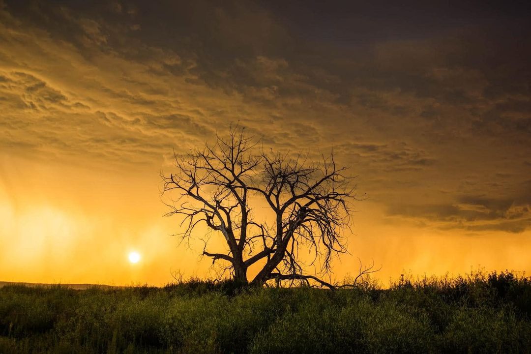 Lone Tree at sunset with storm clouds, Montana fine art photograph