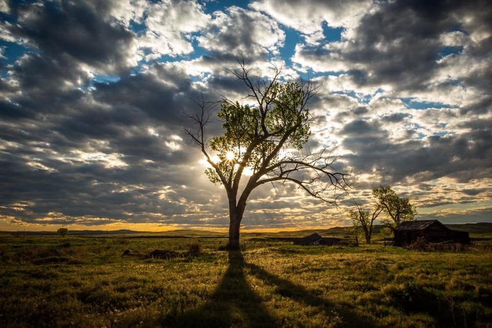 Lone Tree Sunset, Montana fine art photograph