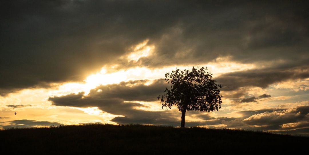 Sunset Tree out near Molt, Montana fine art photograph