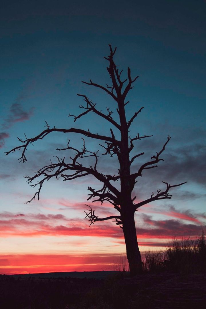 Sunset Tree Silhouette, Montana fine art photograph