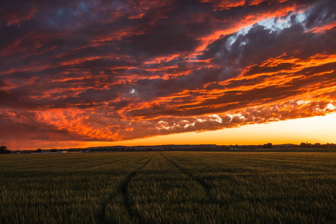 Sunset Wheat off of 64th Street, Montana fine art photograph
