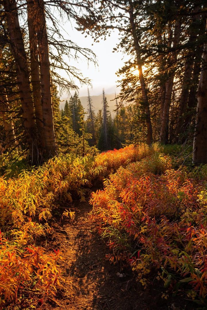 Trail to Granite Lake, Montana fine art photograph