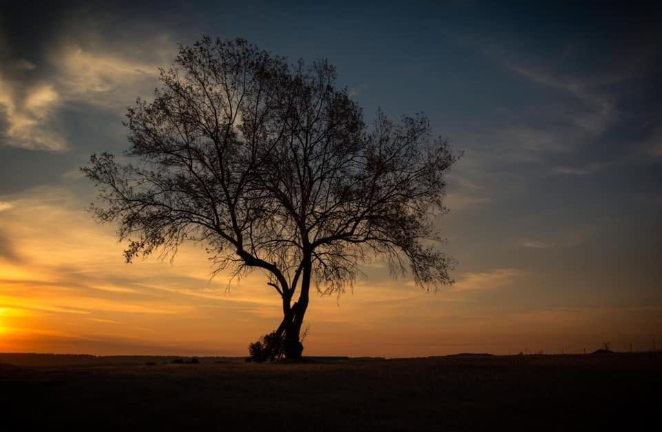 Tree Silhouette at Sunrise, Montana fine art photograph