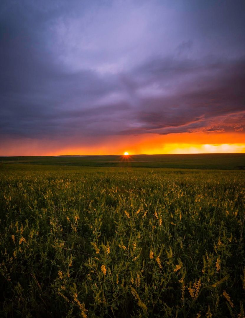 Yellow Fields at Sunset, Montana fine art photograph